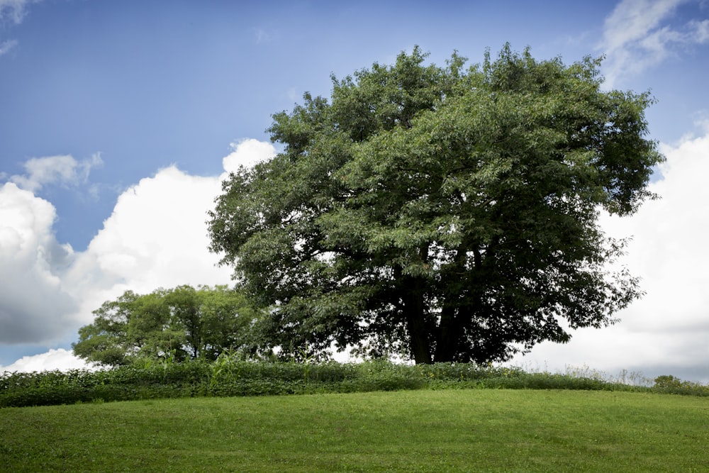 green-leafed trees