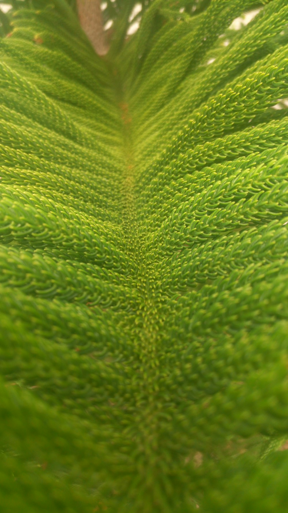 green leaf plant