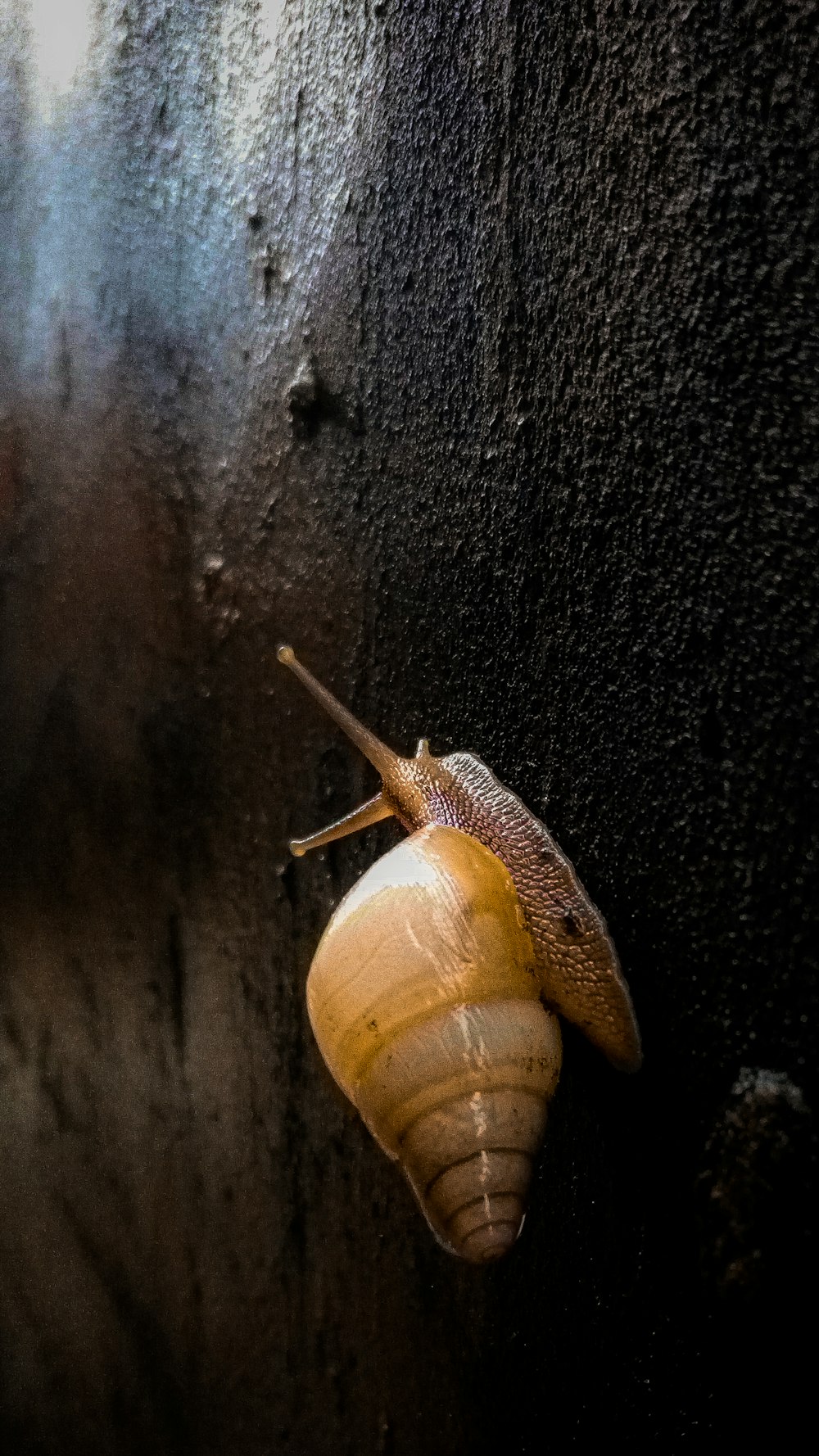 brown snail on wall