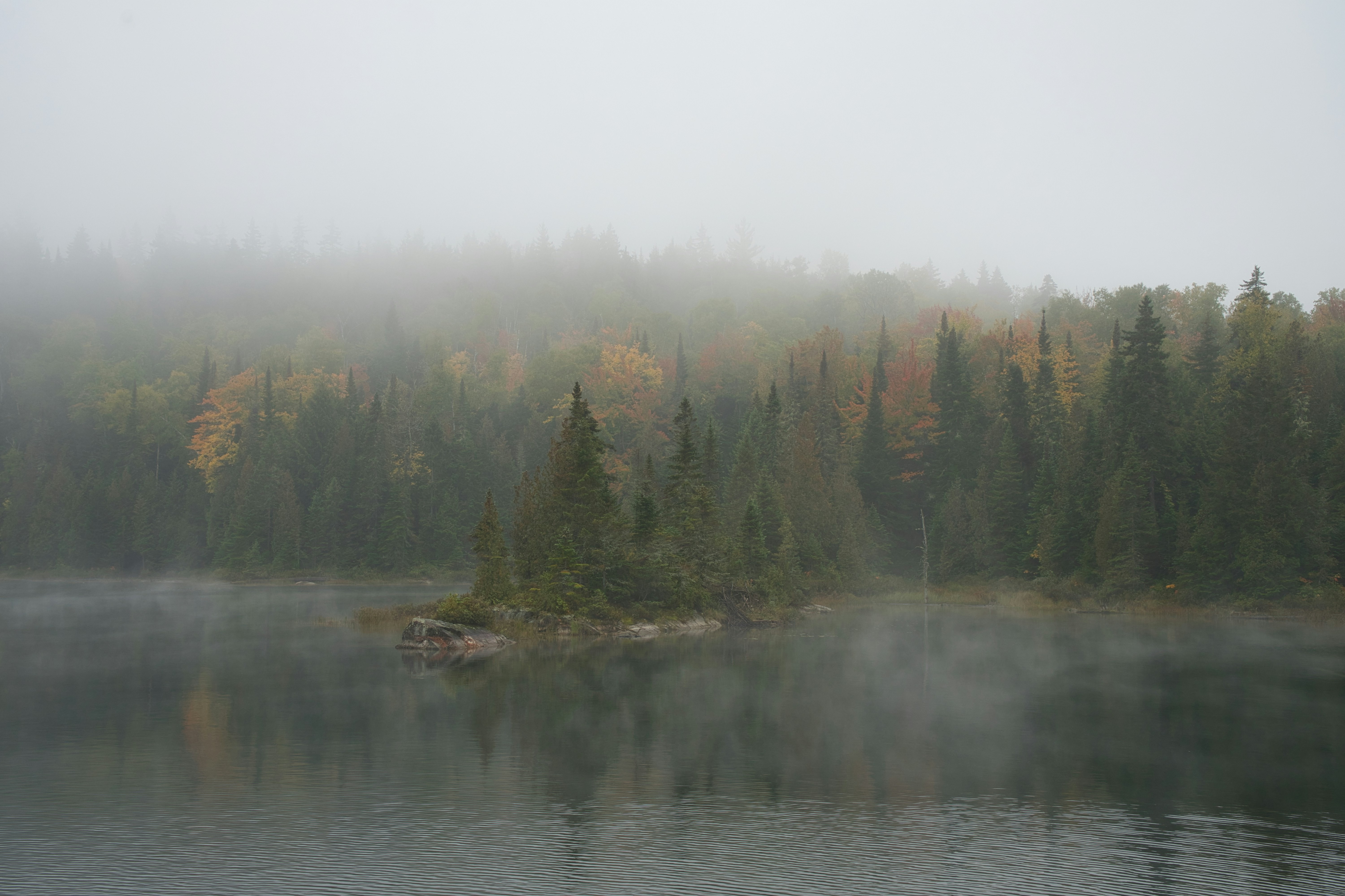 pine trees near lake