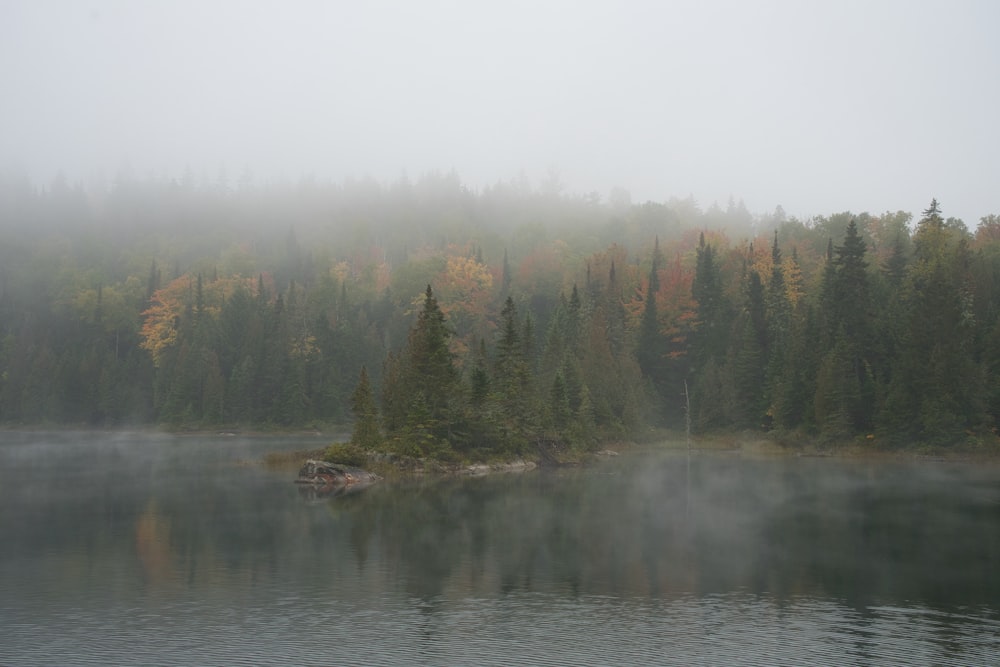 pine trees near lake