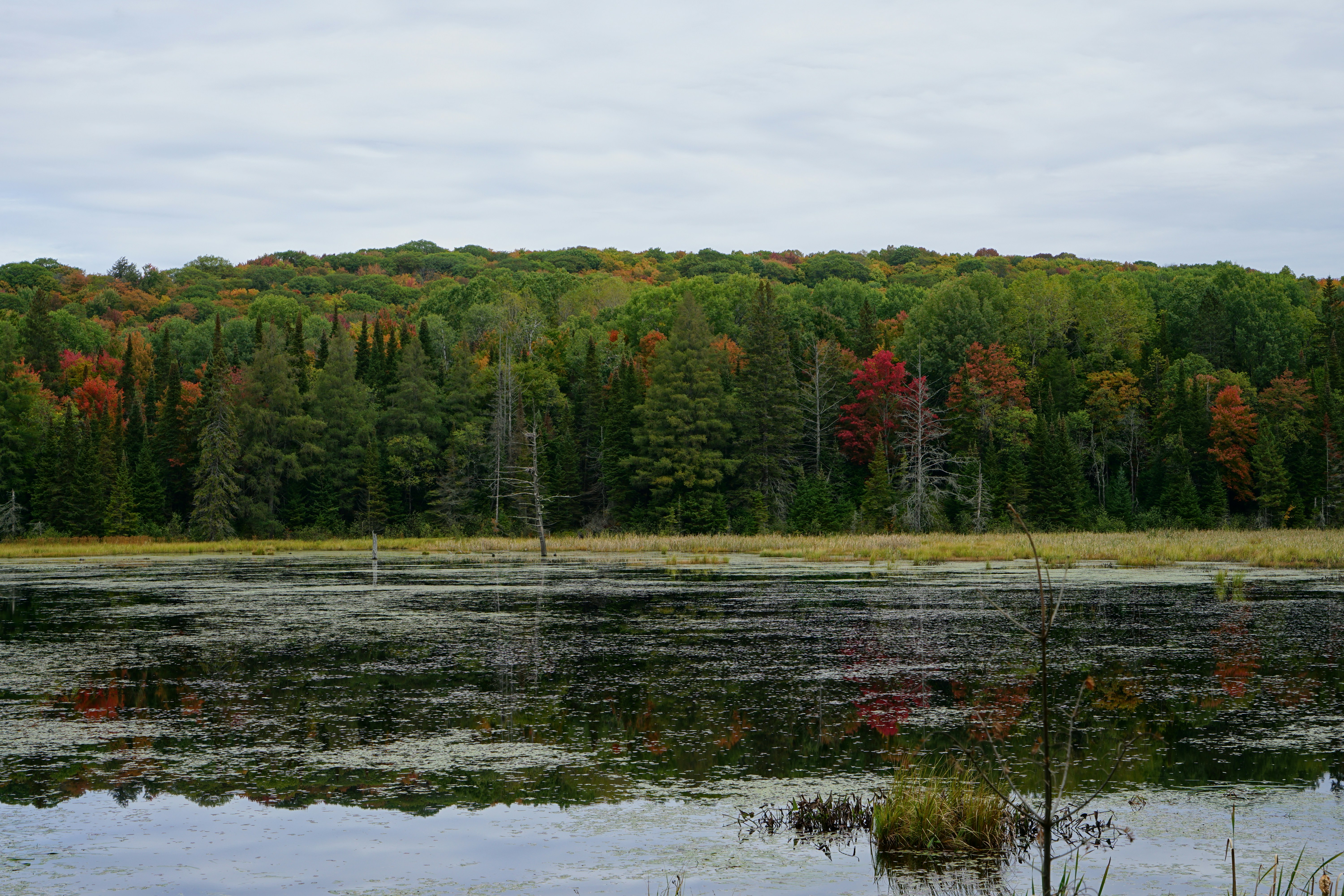 a body of water surrounded by a forest