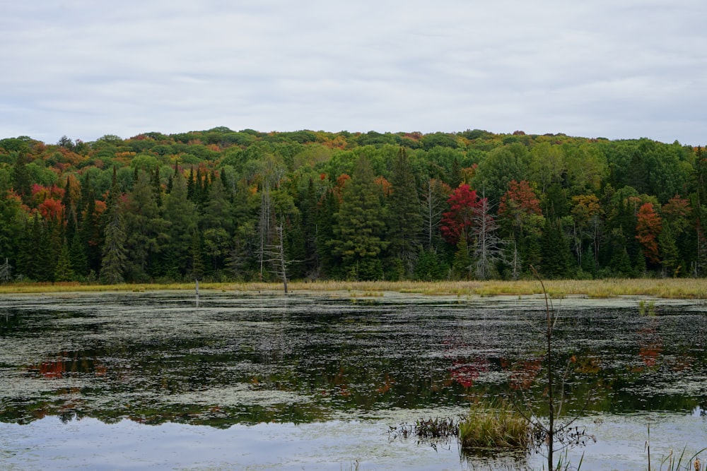 a body of water surrounded by a forest