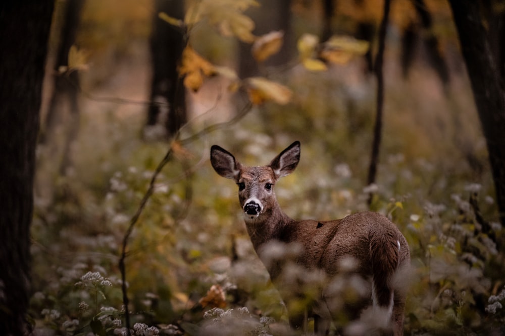 brown deer beside trees