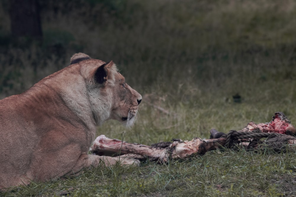 lioness beside flesh