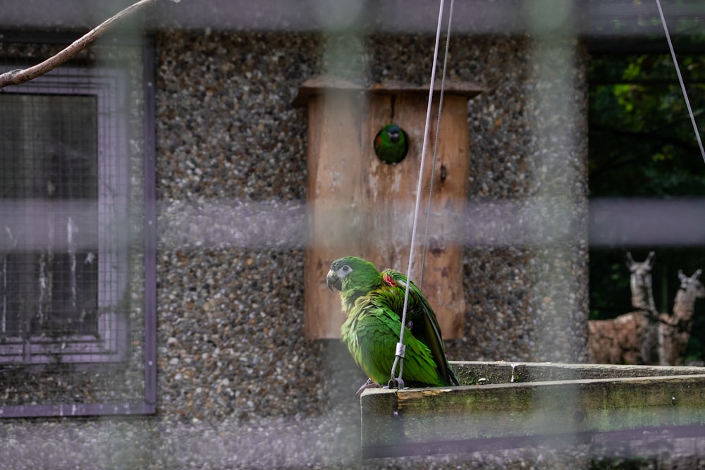 green parrot on wooden panel