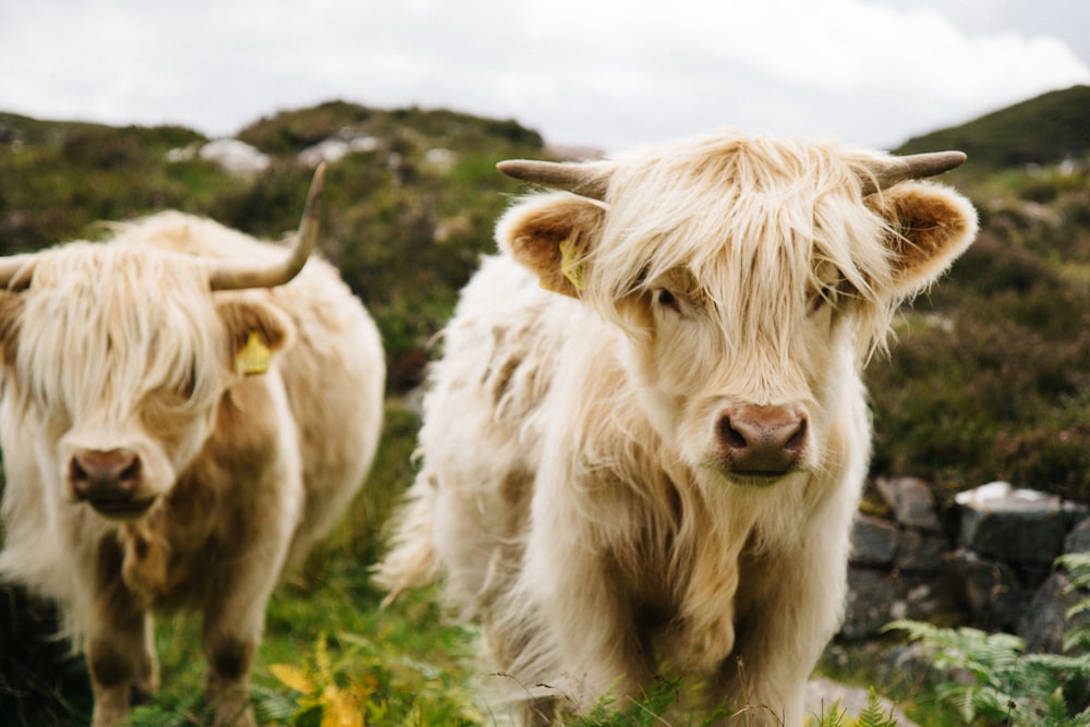 two white ox walking on grass