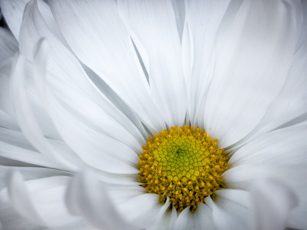 white flower