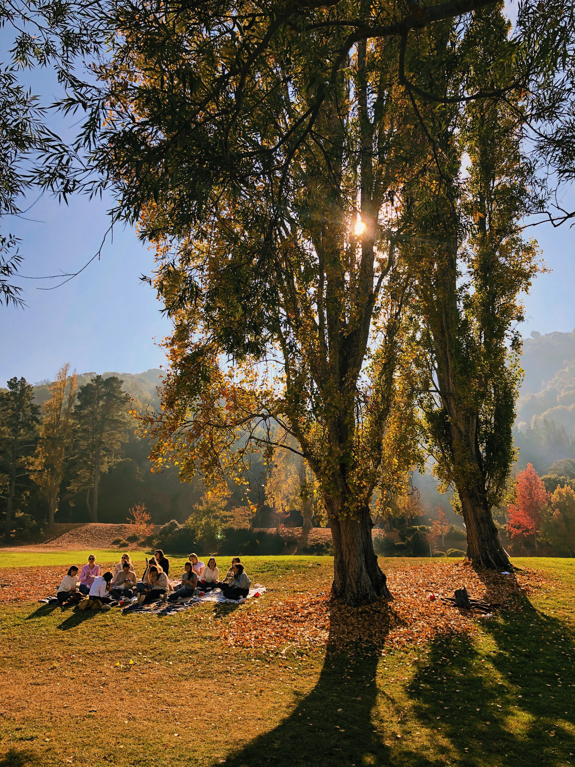 group of people sitting on grass near tree