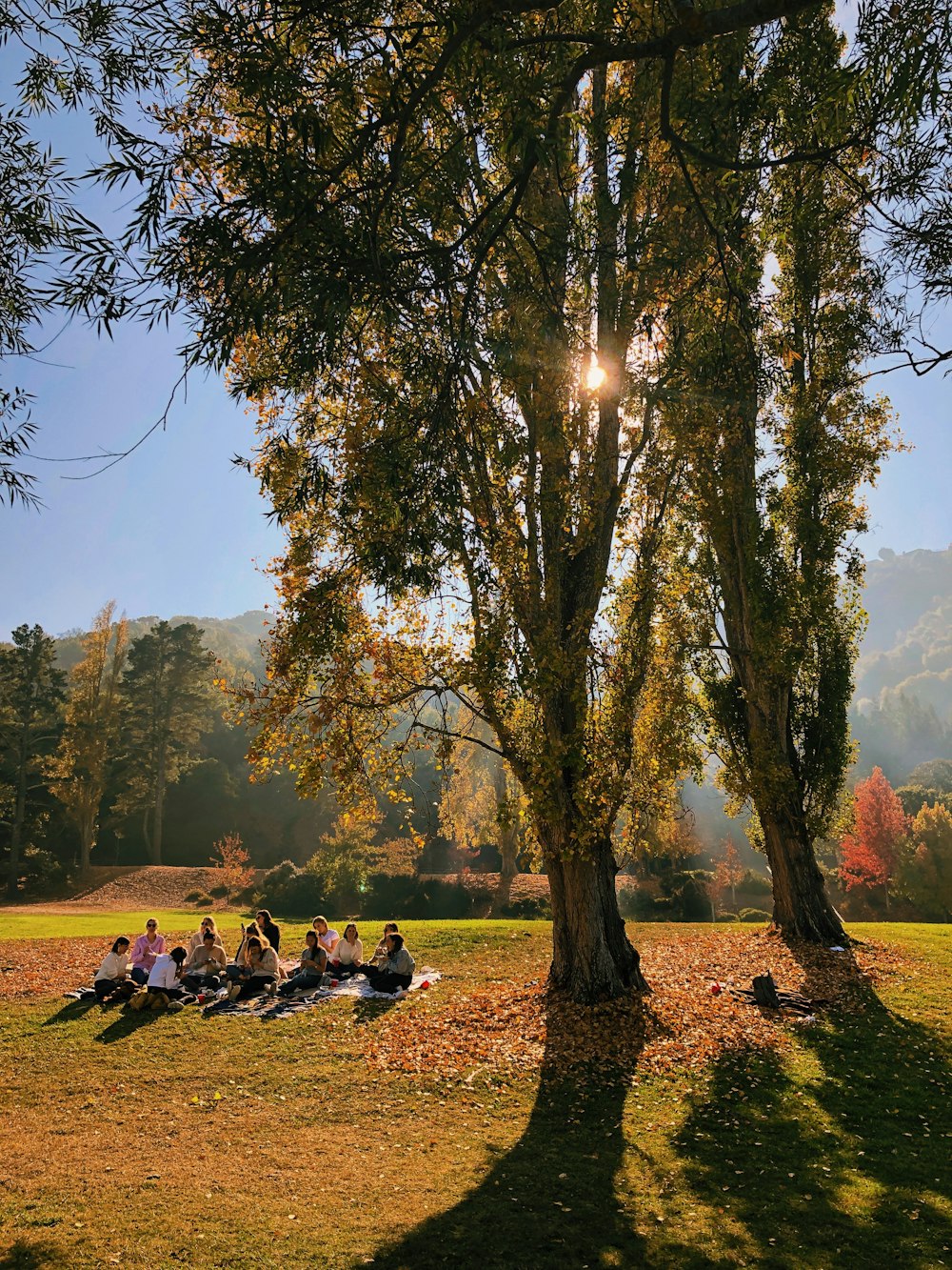 group of people sitting on grass near tree