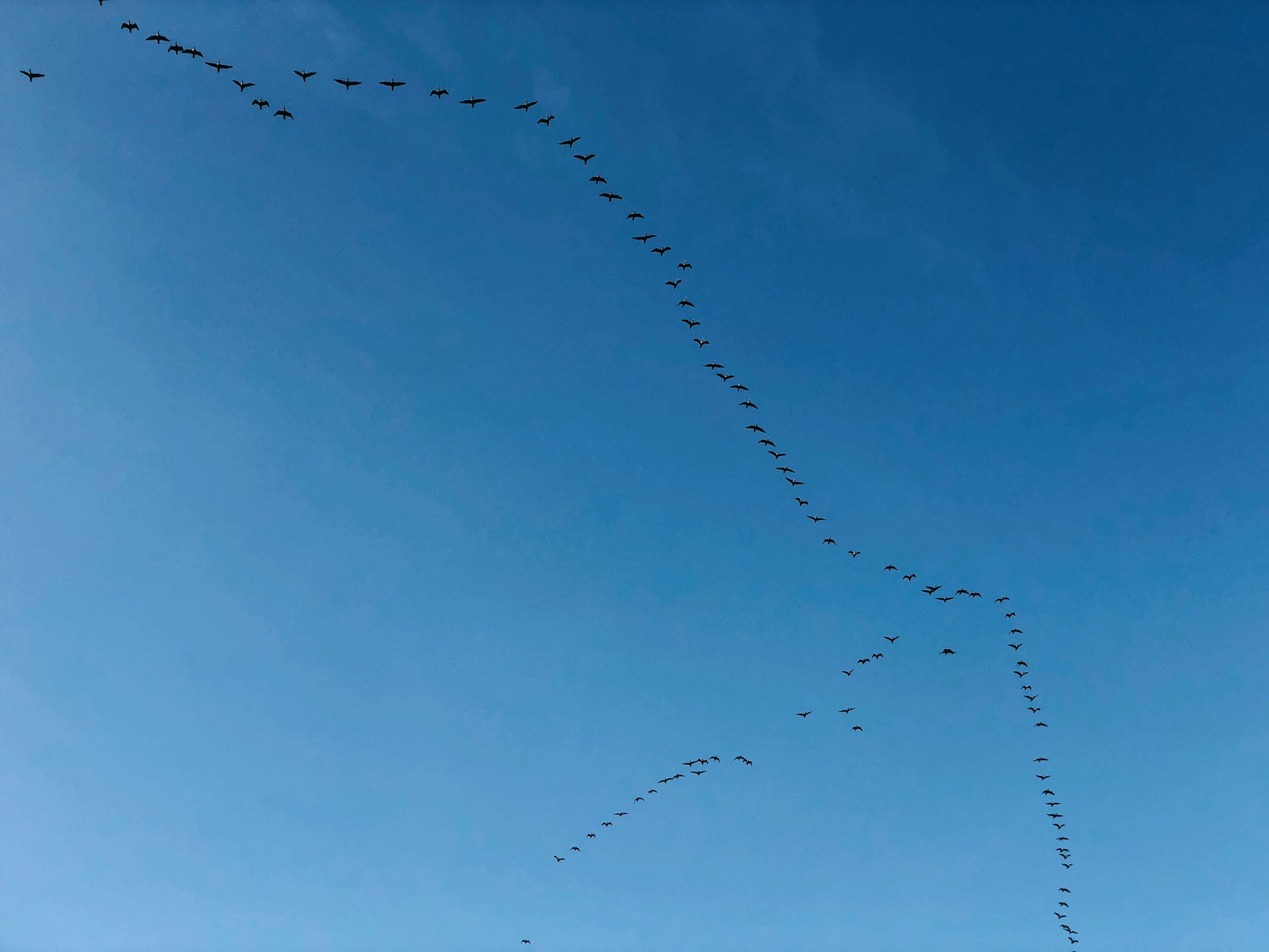 Birds in a line.