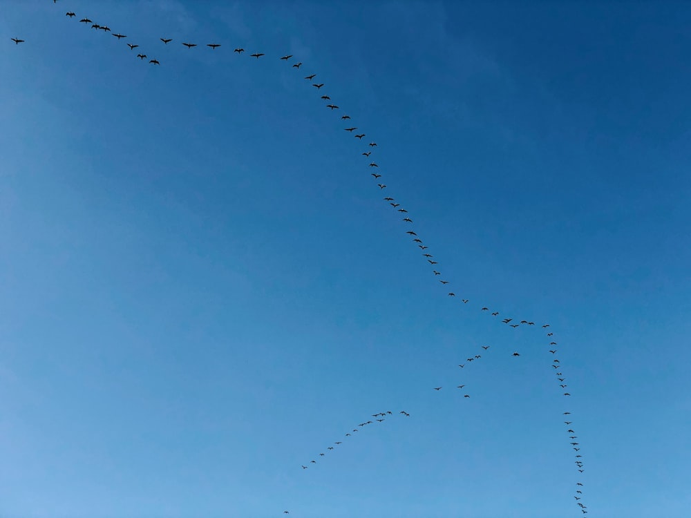 Pájaros voladores