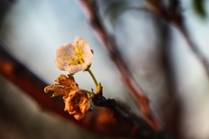 Blossom Dream
