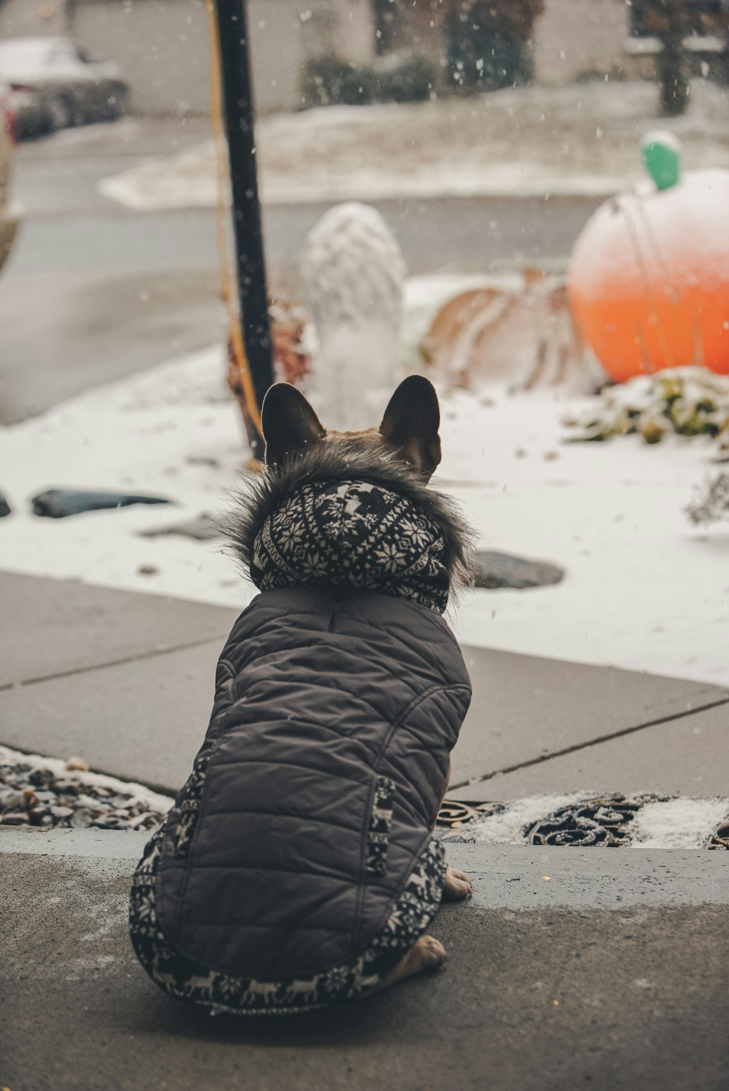Dog wearing an insulated jacket and booties in the snow