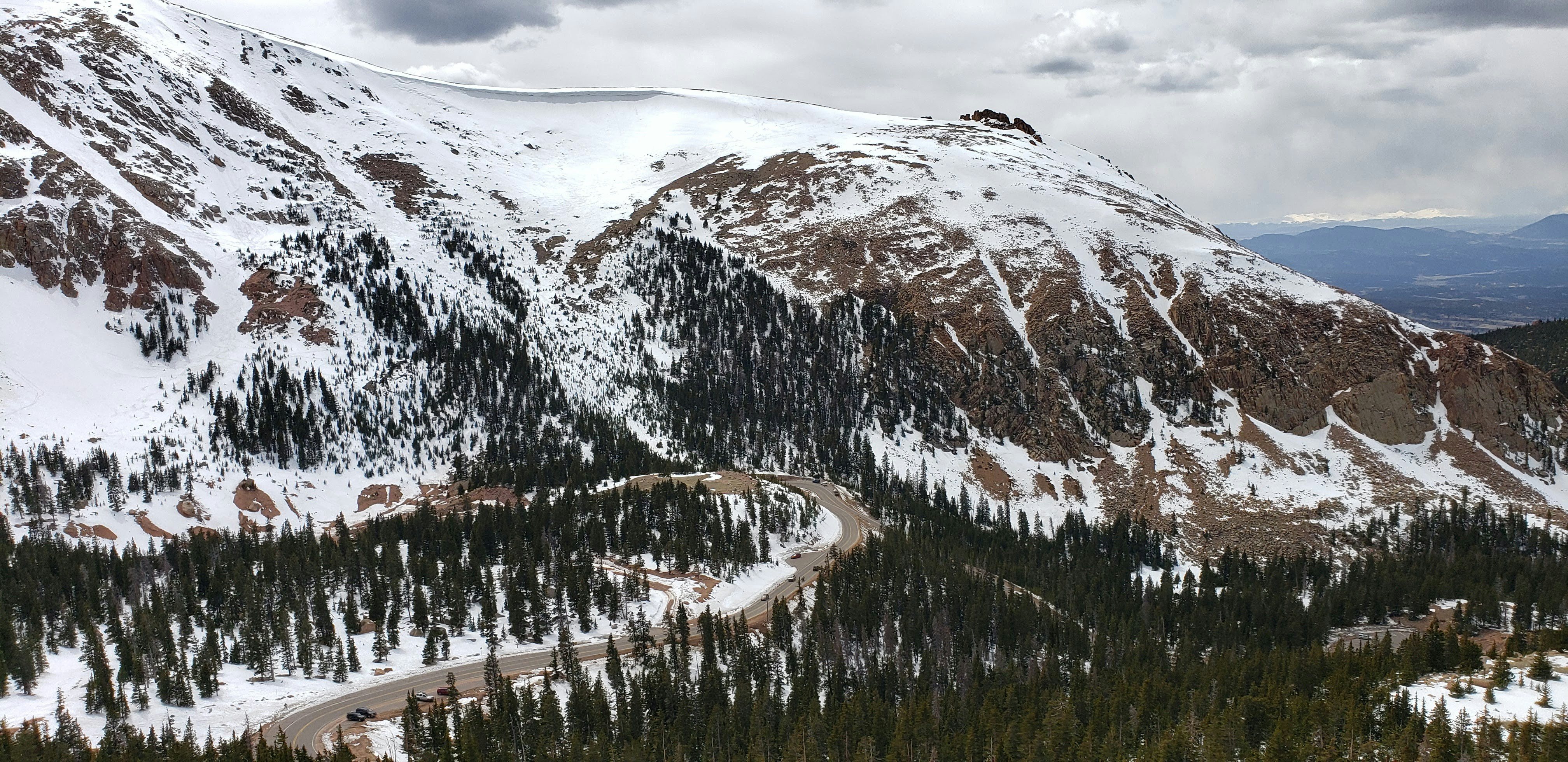 road between pine trees