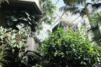 A lush indoor jungle with various types of green plants, including large leaves and tall palm trees. Sunlight filters through a glass ceiling, creating a tranquil and vibrant atmosphere. Concrete structures provide a backdrop, emphasizing the contrast between nature and architecture.
