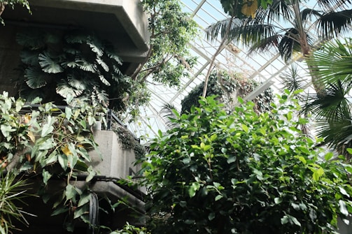 A lush indoor jungle with various types of green plants, including large leaves and tall palm trees. Sunlight filters through a glass ceiling, creating a tranquil and vibrant atmosphere. Concrete structures provide a backdrop, emphasizing the contrast between nature and architecture.