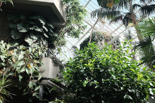 A lush indoor jungle with various types of green plants, including large leaves and tall palm trees. Sunlight filters through a glass ceiling, creating a tranquil and vibrant atmosphere. Concrete structures provide a backdrop, emphasizing the contrast between nature and architecture.