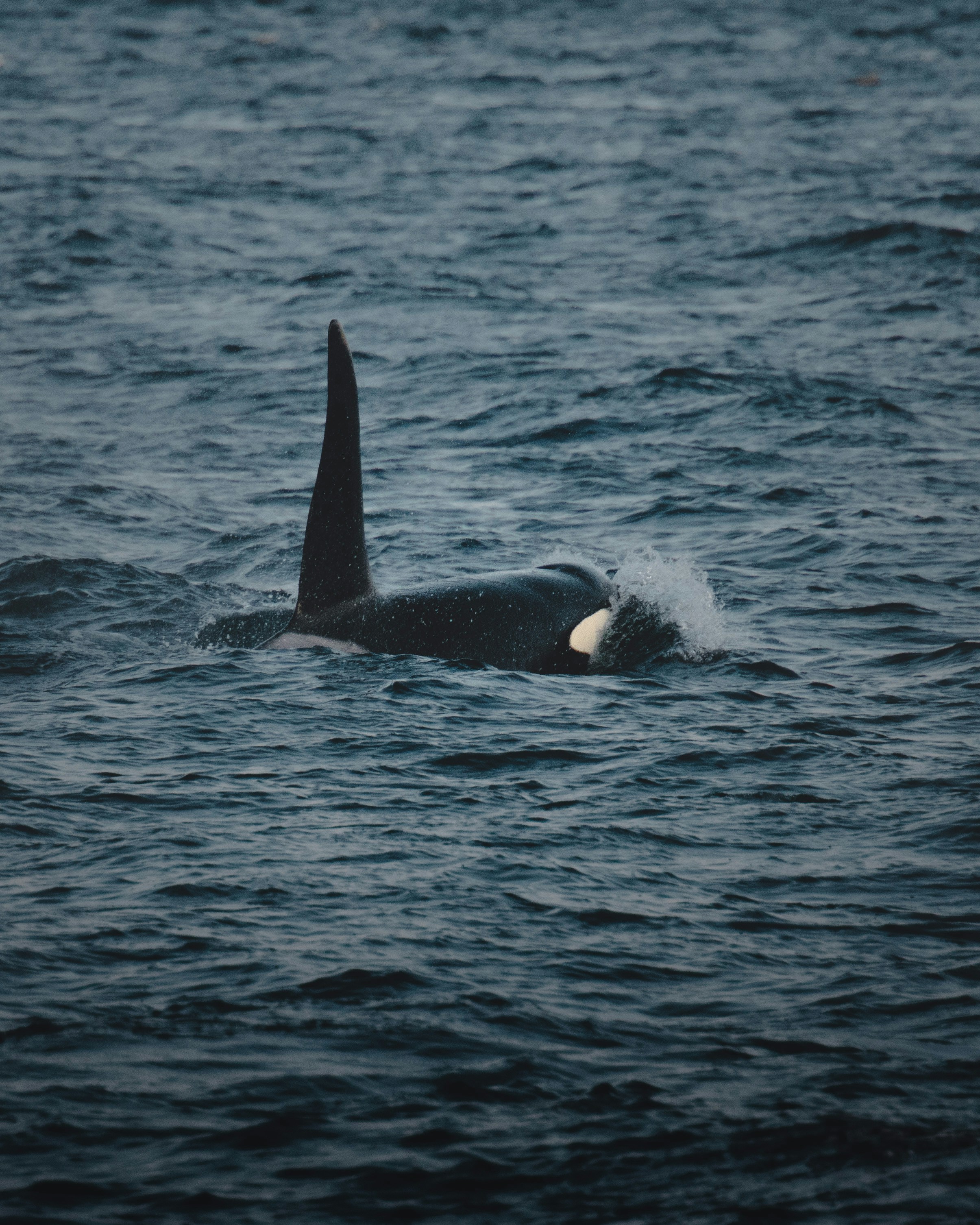 Orca Pictures Download Free Images On Unsplash