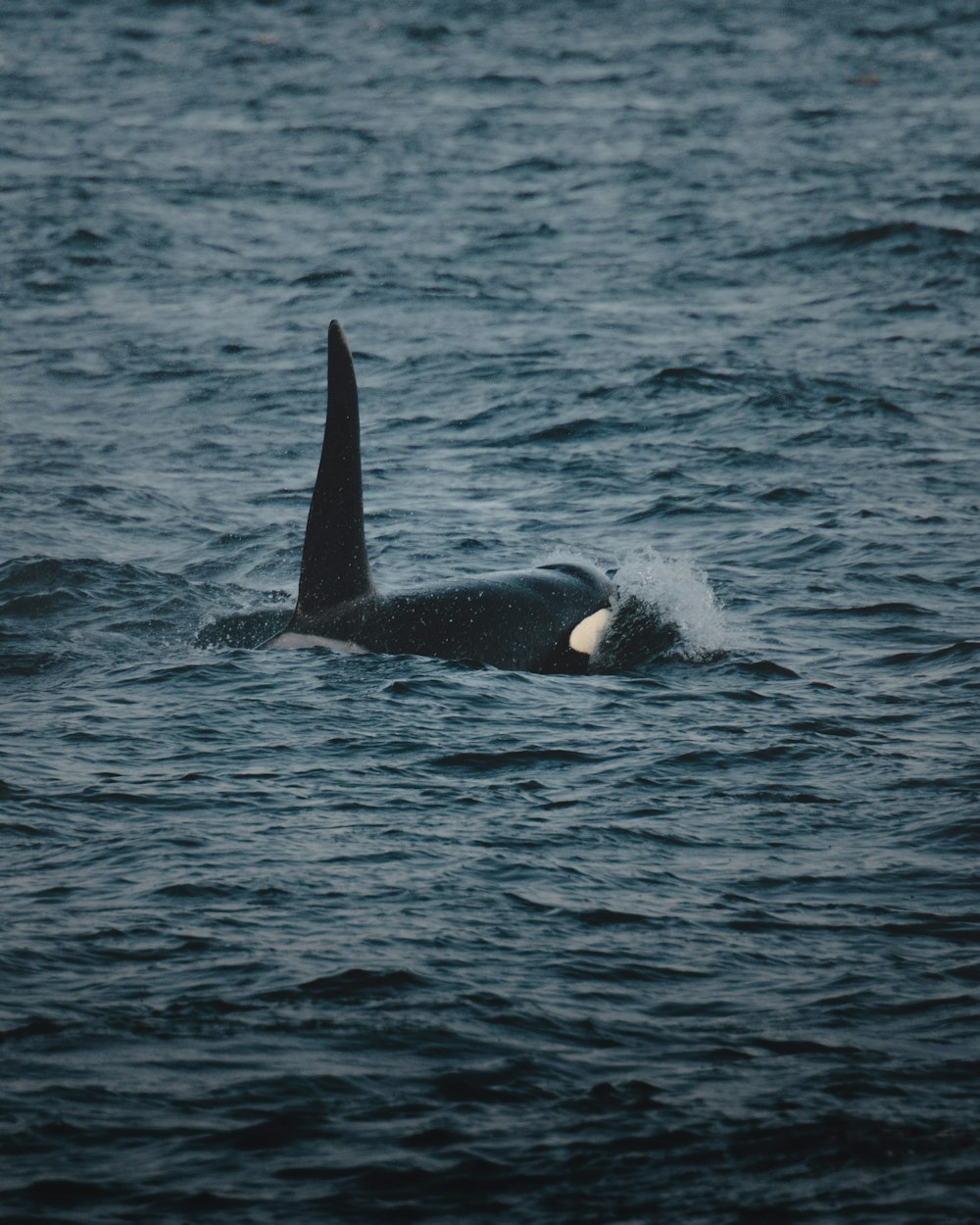 Orca swimming away from shore