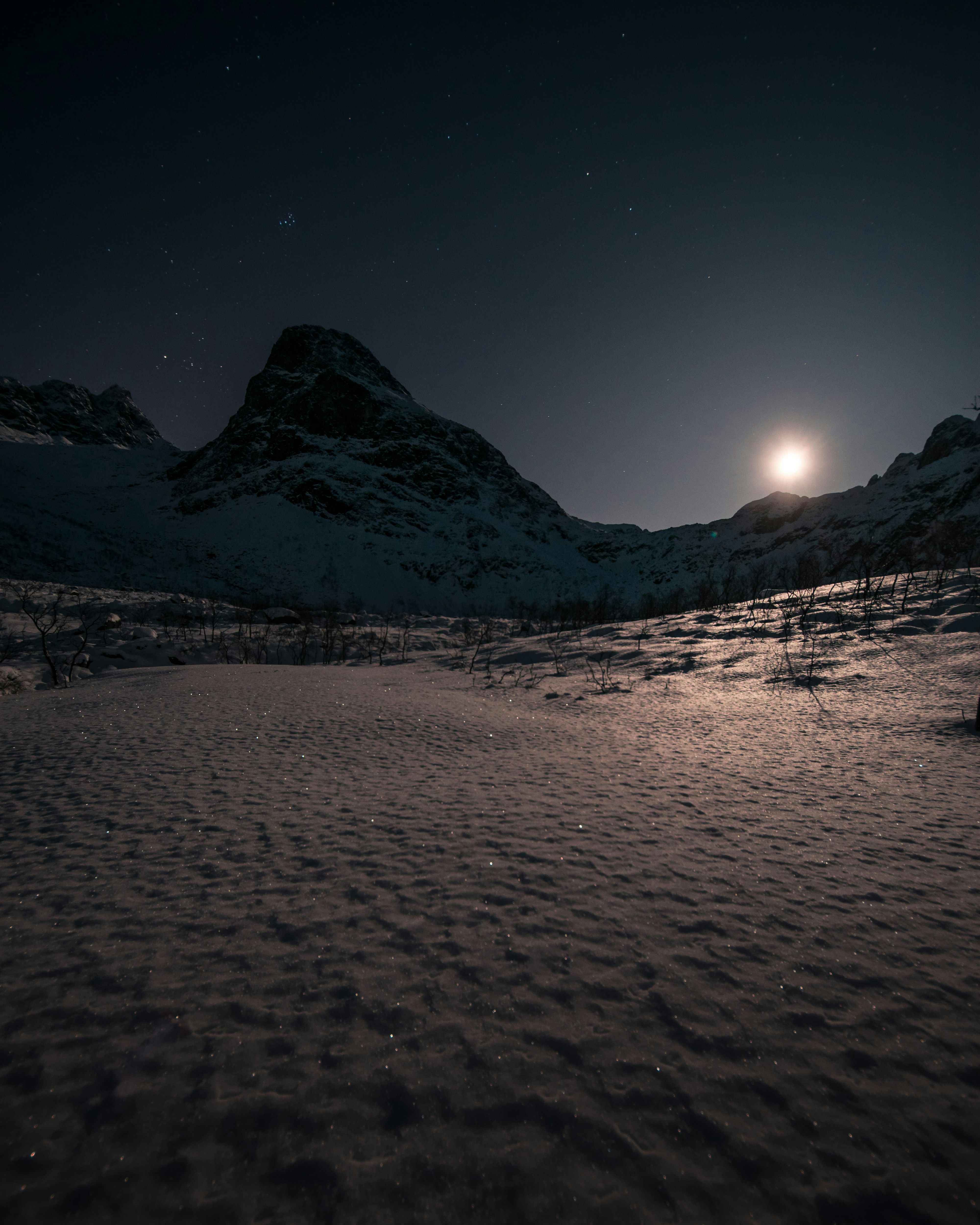 Seasonal Adaptations: Surviving the Long Polar Night (image credits: unsplash)