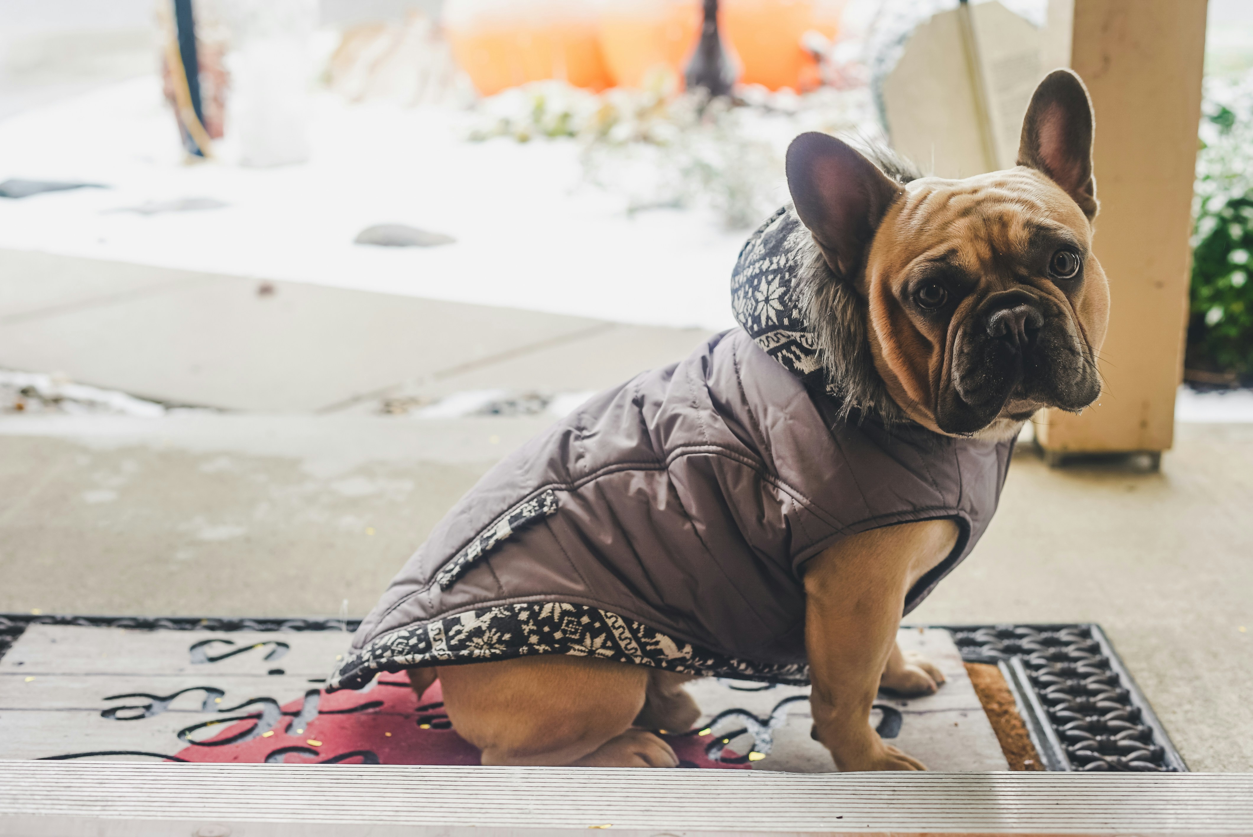 waterproof dog jacket