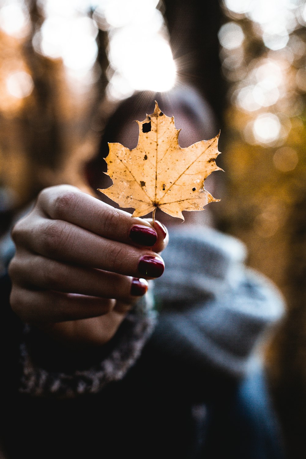 person holding palmate leaf