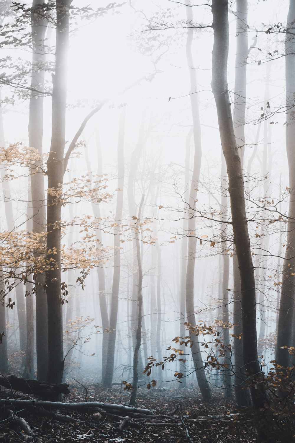 a foggy forest filled with lots of trees