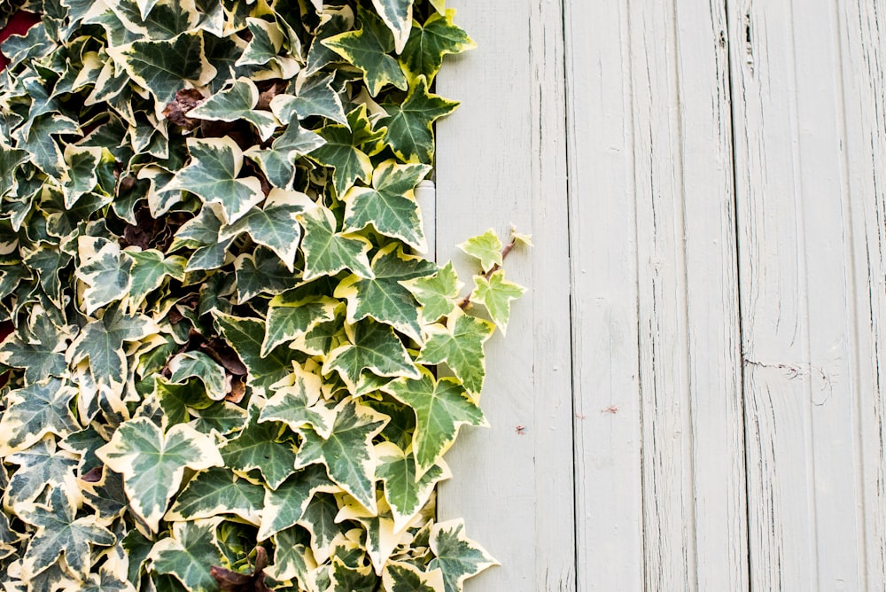 plante à feuilles vertes