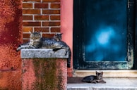 Three cats are lounging in a rustic setting. Two are resting on a textured platform with a backdrop of red brick and peach-colored walls, while the other cat sits on the ground next to a weathered blue door.
