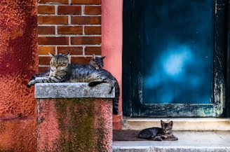 Three cats are lounging in a rustic setting. Two are resting on a textured platform with a backdrop of red brick and peach-colored walls, while the other cat sits on the ground next to a weathered blue door.