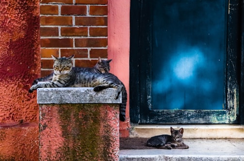 A cozy farm setting with feral cats lounging around.