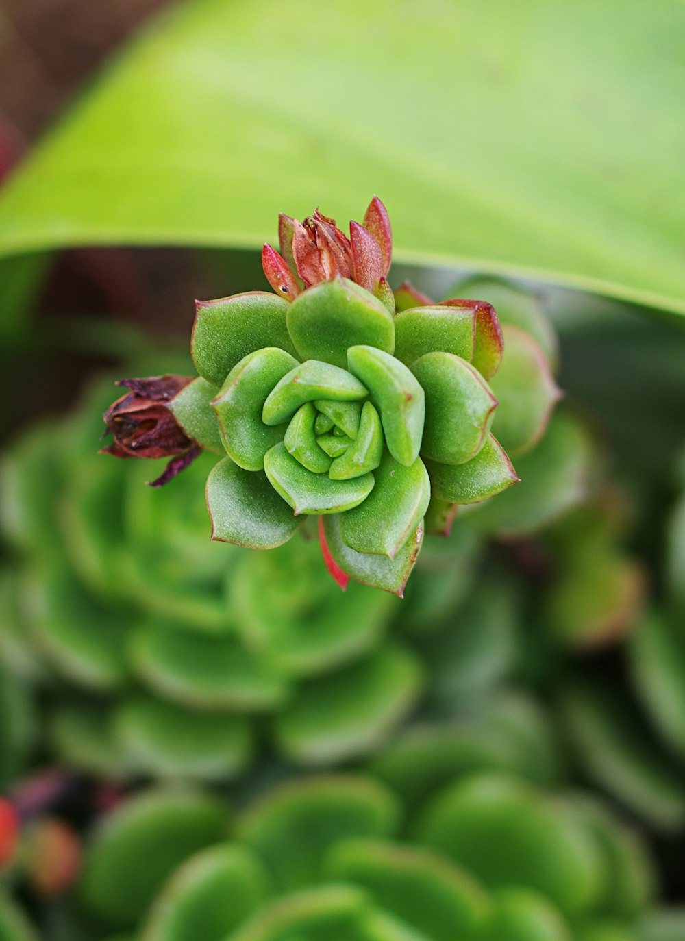 green succulent plant