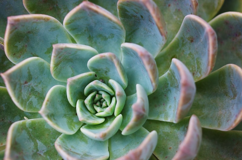 Echeveria succulent rosettes