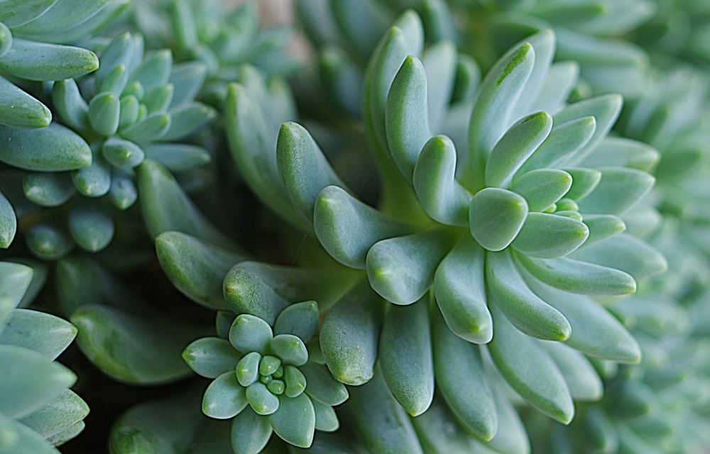 green succulent