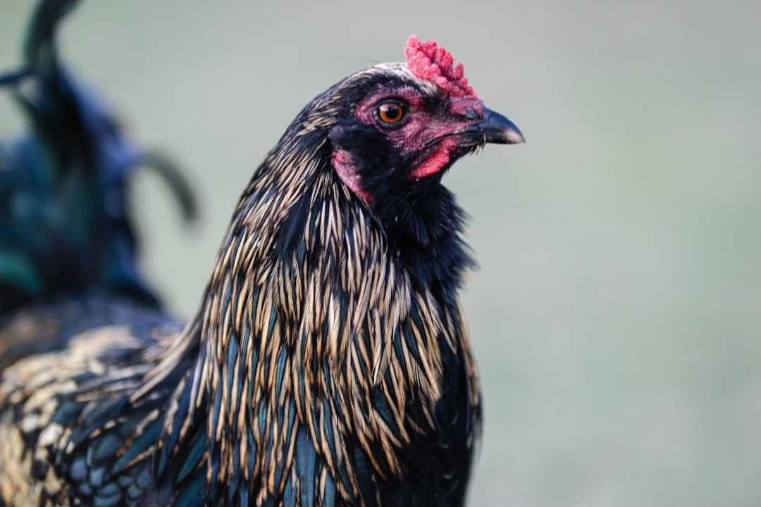 black and yellow rooster