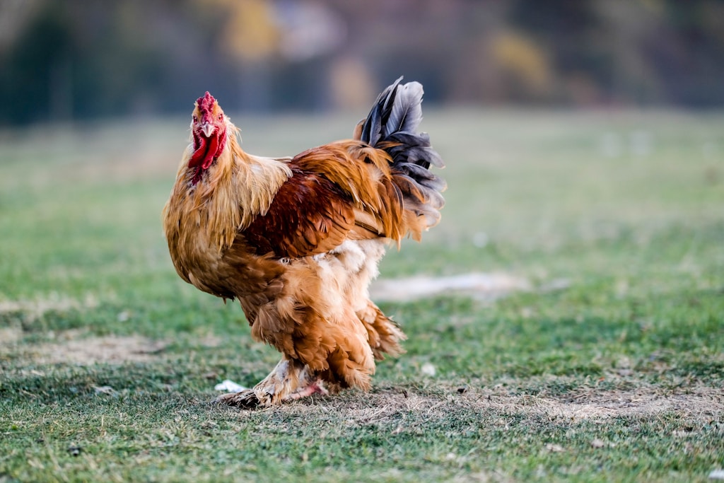 brown hen on grass field