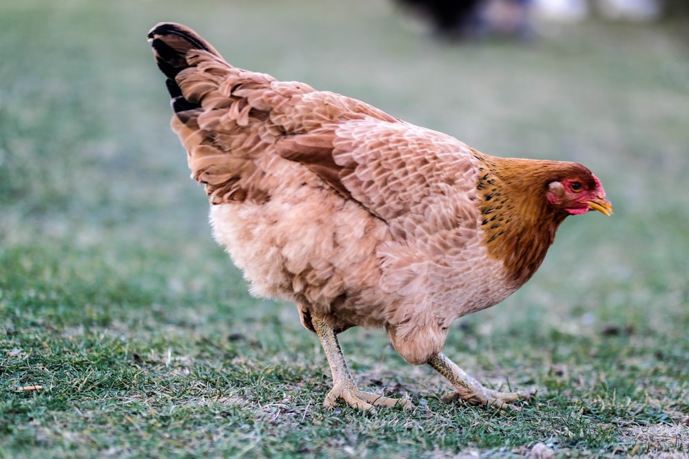 brown hen