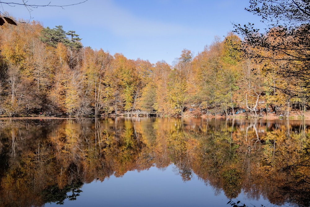 Bäume in der Nähe des Sees