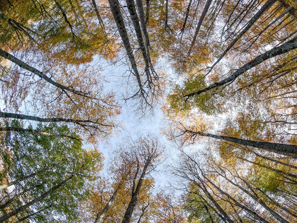 green trees