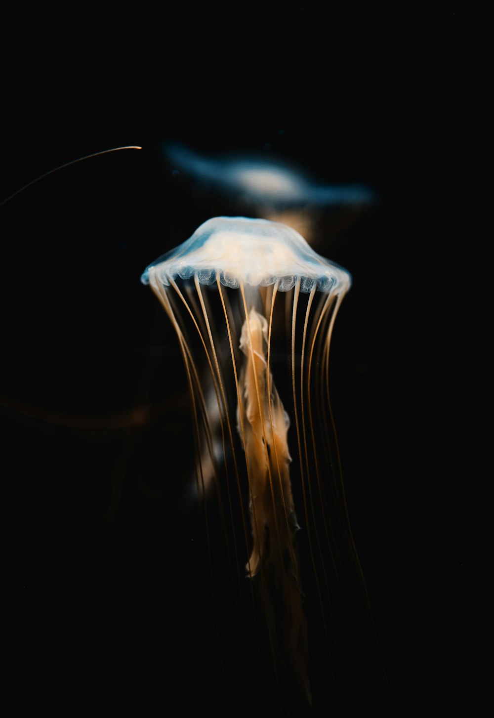 selective-focus photograph of jellyfish
