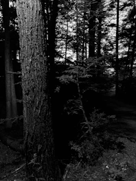 Minimalistic black and white image of sunlight filtering through dense forest trees.