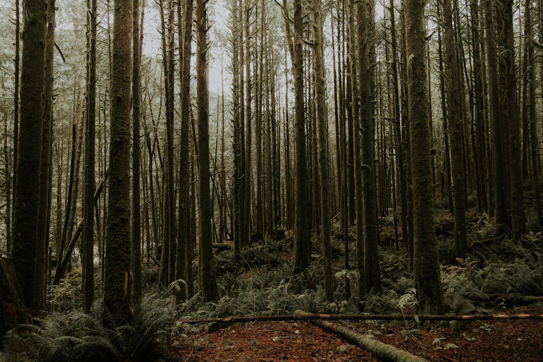 Forest photo spot Golden Ears Minnekhada Regional Park