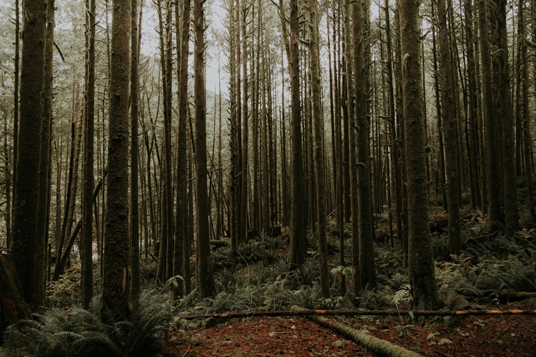 Forest photo spot Golden Ears Coquitlam