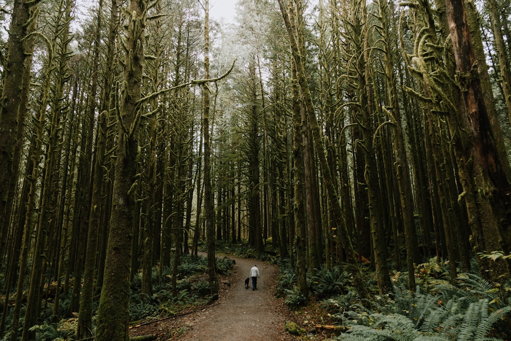 person walking near trees