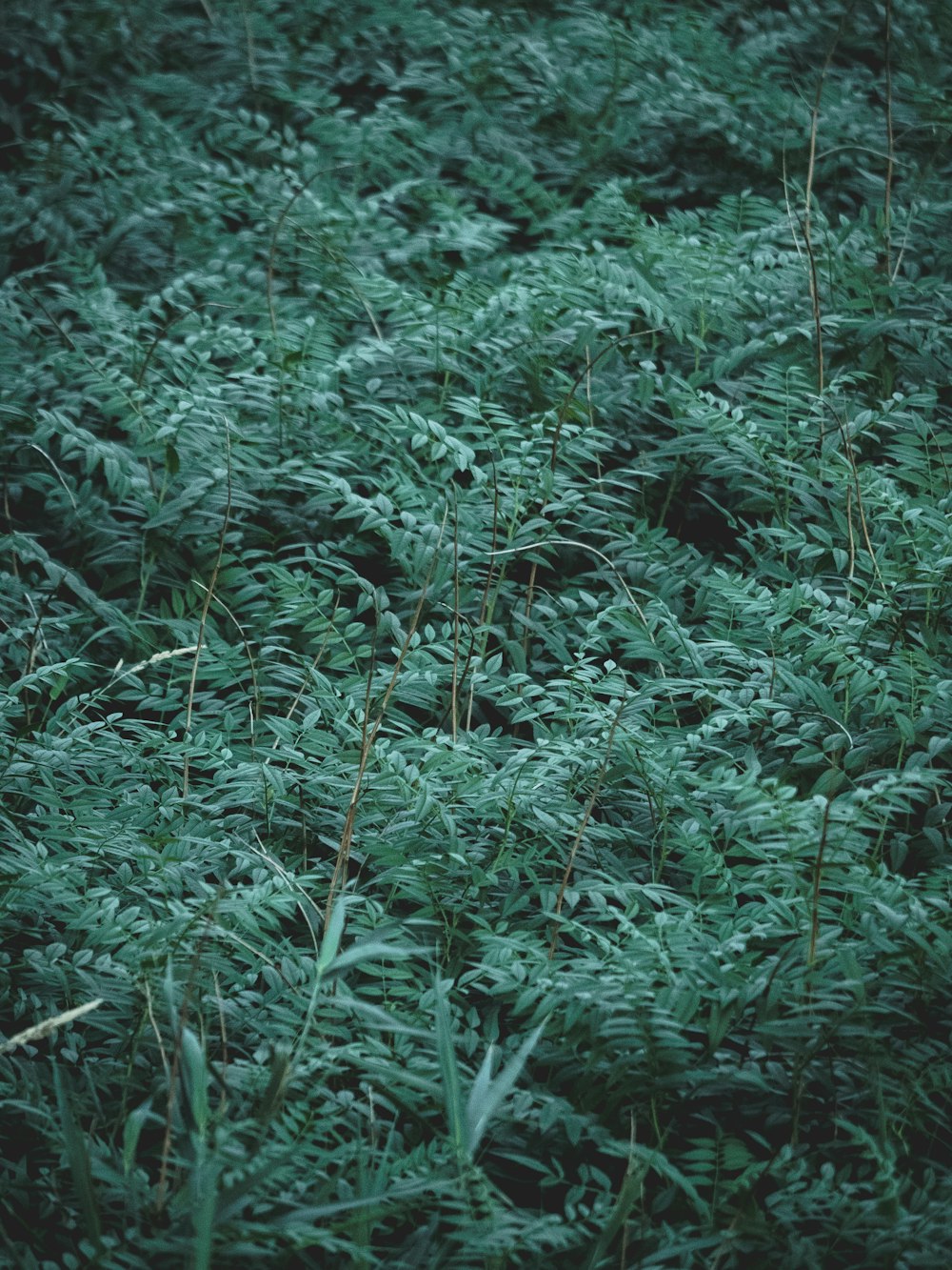 green leafed plant