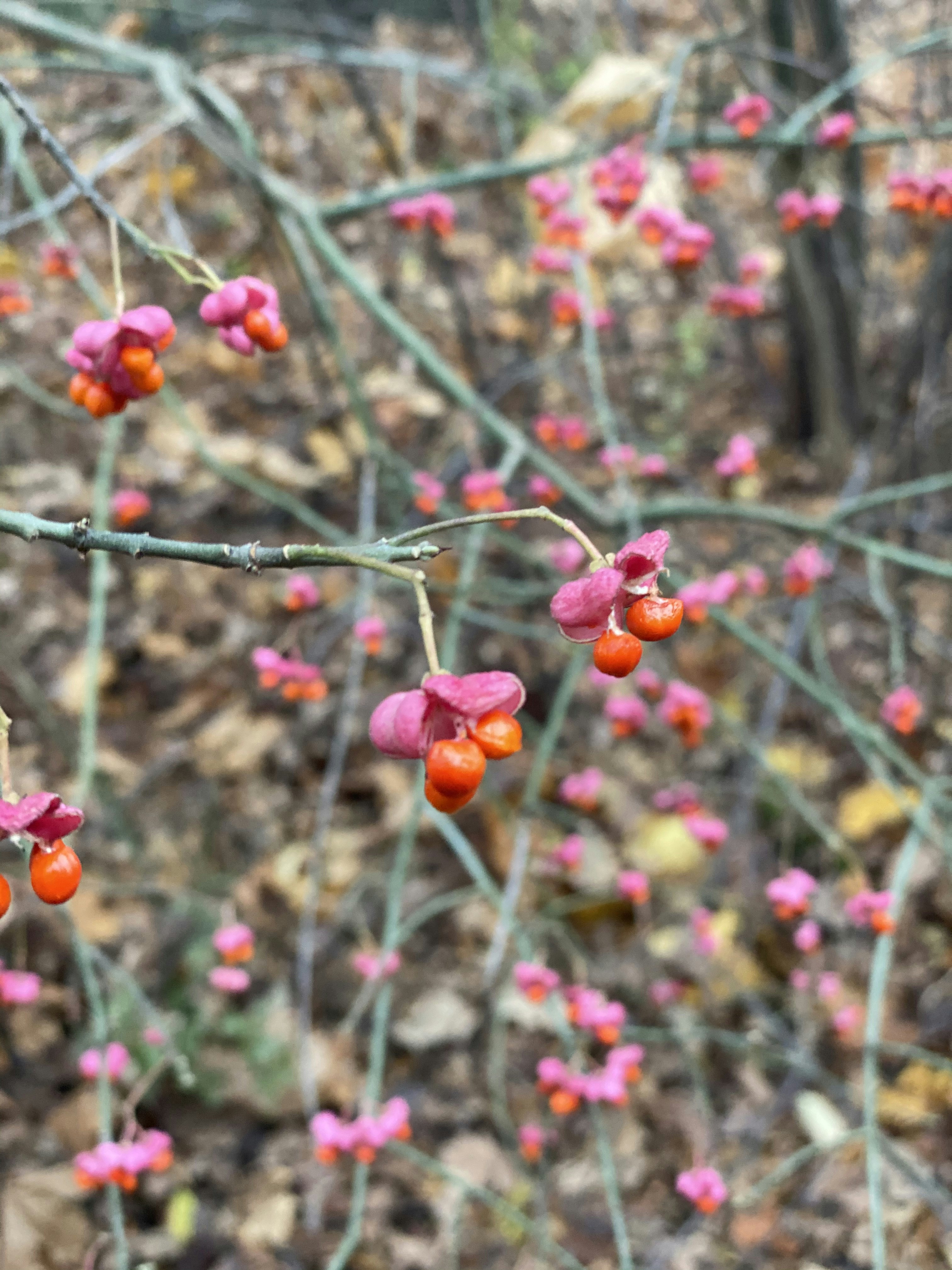 red fruits