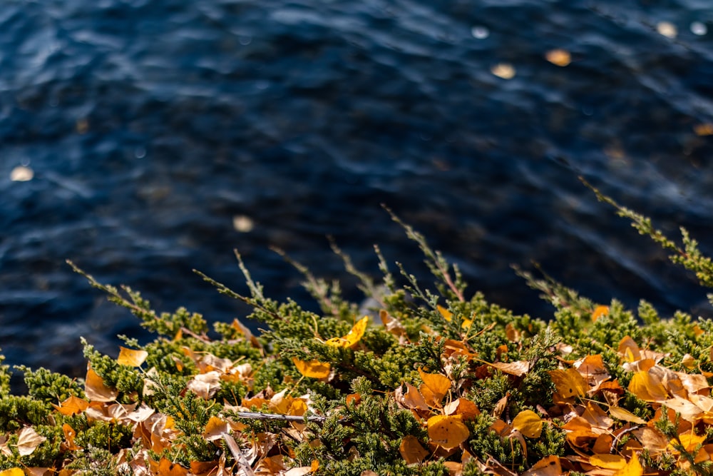 orange peel near lake