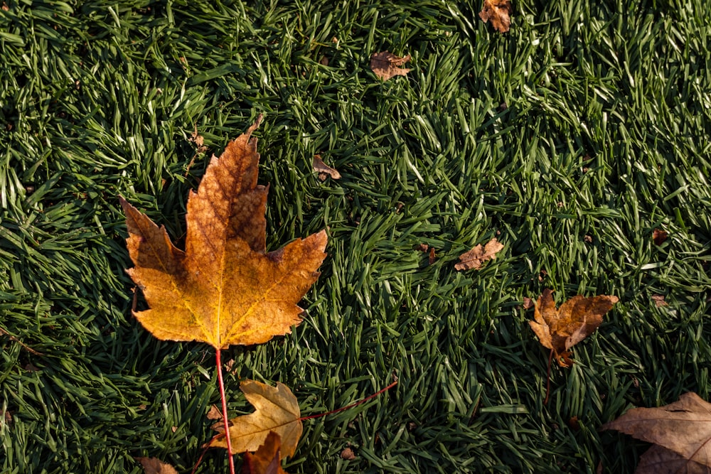 a leaf laying on top of a lush green field