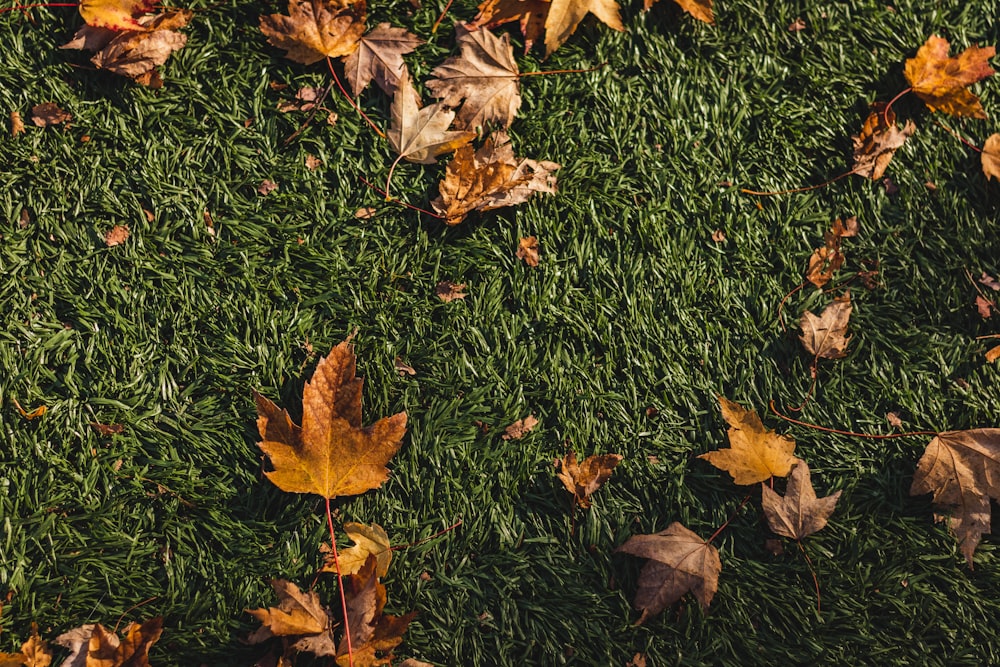 brown and yellow leaves